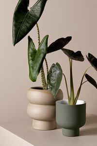 Dune Bulb Planter